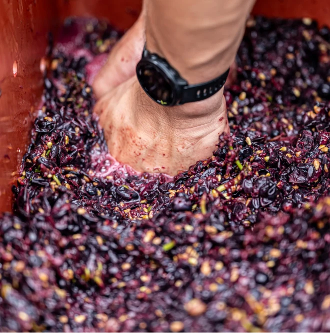 Champagne la Villesenière