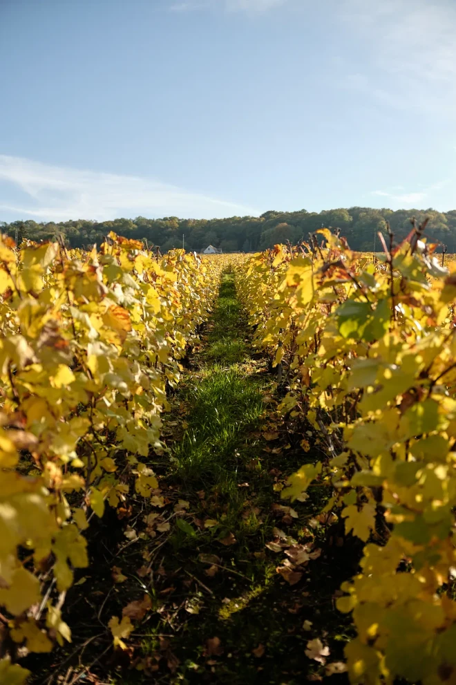 Champagne la Villesenière
