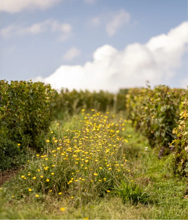 Champagne la Villesenière